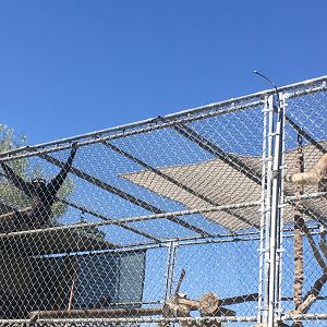 Eastern Hoolock Gibbons