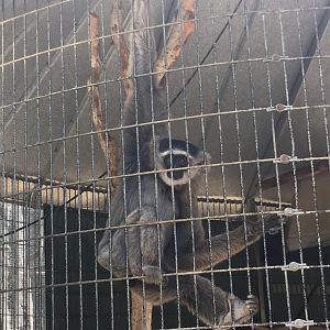 Silvery Gibbon