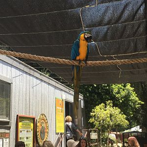 Blue-and-Gold Macaw
