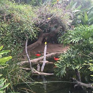 Aviary (4 species in 1 pic!)