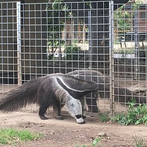 Giant Anteaters Greeting