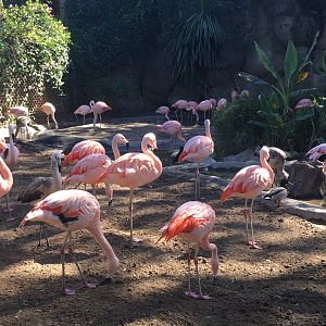 Chilean Flamingos