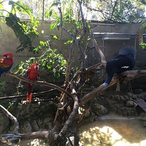 Scarlet Macaws & Crowned Pigeon
