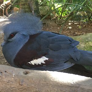Crowned Pigeon