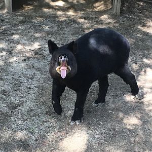 Mountain Tapir