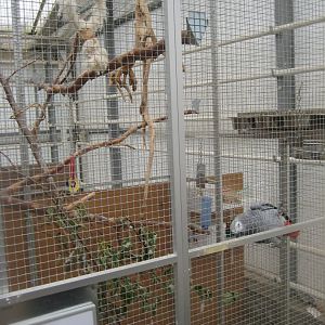 Hald Ege Miniregnskov - Plant shop - African grey parrot aviary
