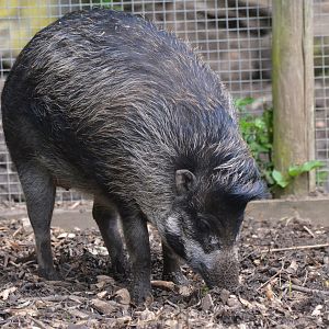 Negros Warty Pig at Thrigby Hall, 10/06/17