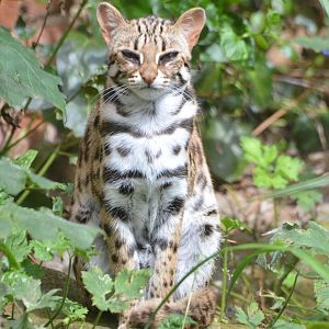 Chinese Leopard Cat at Thrigby Hall, 10/06/17