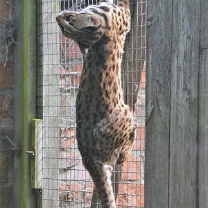 Chinese Leopard Cat at Thrigby Hall, 10/06/17