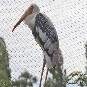 Painted Stork at Thrigby Hall, 10/06/17