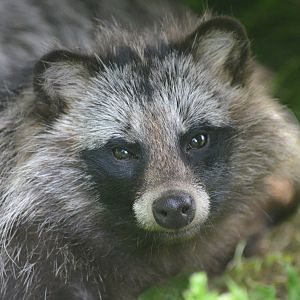 Raccoon Dog at Thrigby Hall, 10/06/17
