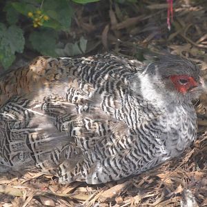 Cheer Pheasant at Thrigby Hall, 10/06/17