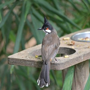 Red-whiskered Bulbul at Thrigby Hall, 10/06/17