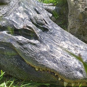 American Alligator at Thrigby Hall, 10/06/17