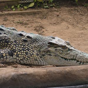 Saltwater Crocodile at Thrigby Hall, 10/06/17
