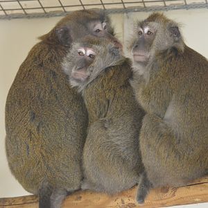 Crab-eating Macaques at Thrigby Hall, 10/06/17