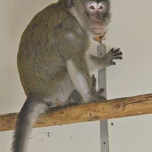Crab-eating Macaque at Thrigby Hall, 10/06/17