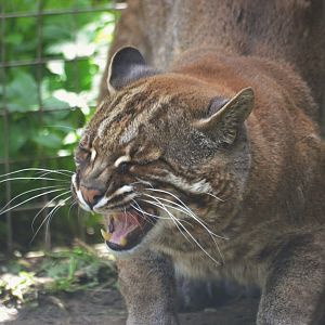 Tibetan Golden Cat at Thrigby Hall, 10/06/17
