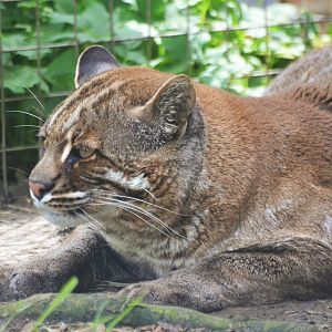 Tibetan Golden Cat at Thrigby Hall, 10/06/17