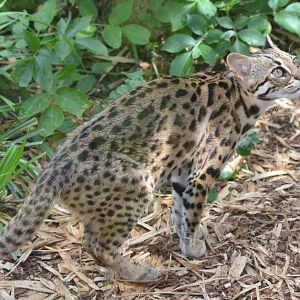 Chinese Leopard Cat at Thrigby Hall, 10/06/17