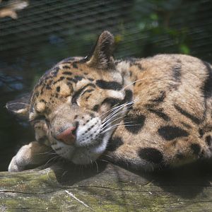 Indochinese Clouded Leopard at Thrigby Hall, 10/06/17