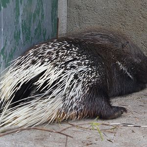 Indian Crested Porcupine at Thrigby Hall, 10/06/17