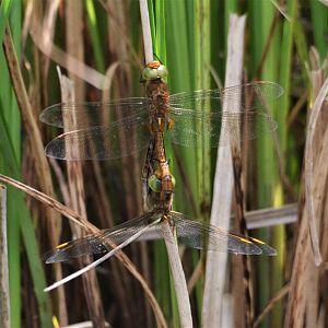 Norfolk Hawkers, Strumpshaw Fen, 10/06/17