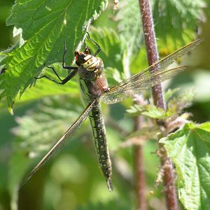 Hairy Dragonfly, Strumpshaw Fen, 10/06/17