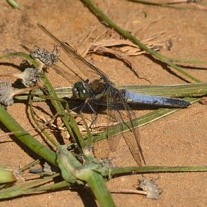 Black-tailed Skimmer, Strumpshaw Fen, 10/06/17