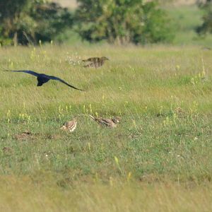 Eurasian Stone Curlews, Weeting Heath, 10/06/17