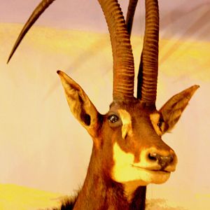 Giant sable antelope; Powell-Cotton Museum; 11th June 2017