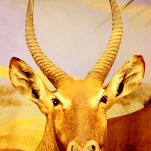 Waterbuck; Powell-Cotton Museum; 11th June 2017