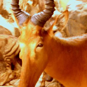 Western hartebeest; Powell-Cotton Museum; 11th June 2017