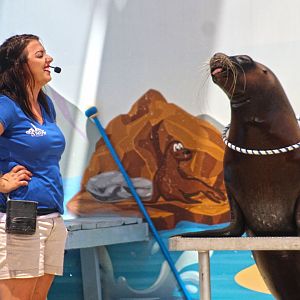 Jun. 2017 - Kentucky Kingdom Sea Lion Splash Show