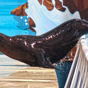 Jun. 2017 - Kentucky Kingdom - Sea Lion Splash Show