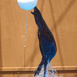 Jun. 2017 - Sea Lion Splash - Jump Demonstration