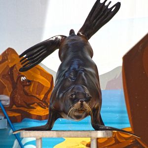 Jun. 2017 - Sea Lion Splash