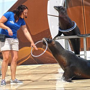 Jun. 2017 - Sea Lion Splash - Ring Toss