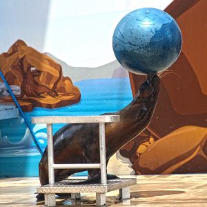 Jun. 2017 - Sea Lion Splash - Ball Balance