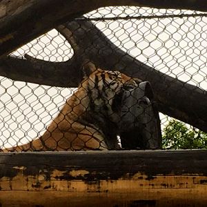 Rosebrough Tiger Passage