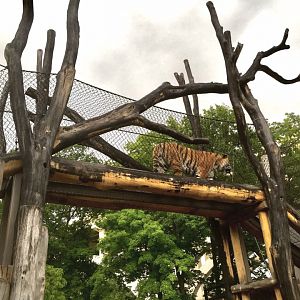 Rosebrough Tiger Passage