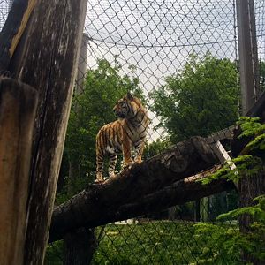 Rosebrough Tiger Passage