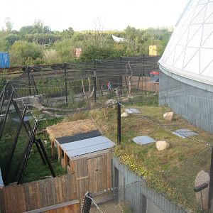 Randers Regnskov - New jaguar exhibit