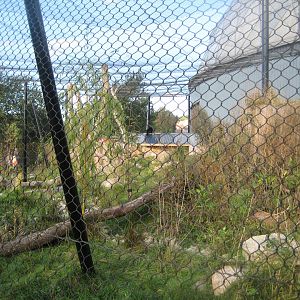 Randers Regnskov - New jaguar exhibit