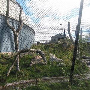 Randers Regnskov - New jaguar exhibit