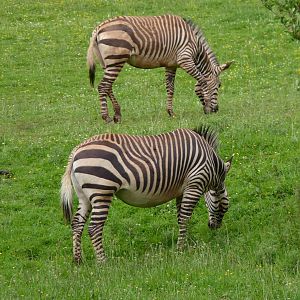 Hartmann's Mountain Zebra, June 2017