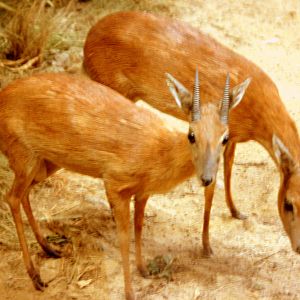 Suni; Powell-Cotton Museum; 11th June 2017