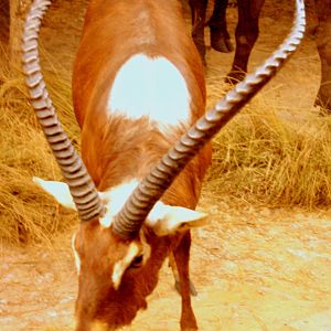 Nile lechwe; Powell-Cotton Museum; 11th June 2017