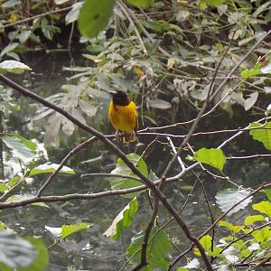 Village Weaver