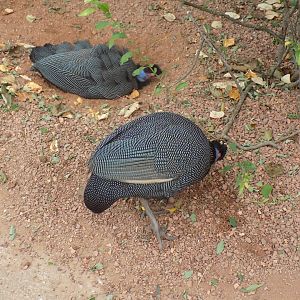 Vulturine Guineafowl